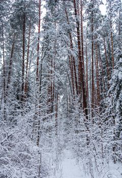 А lot of thin twigs covered with snow in fairy tale winter forest