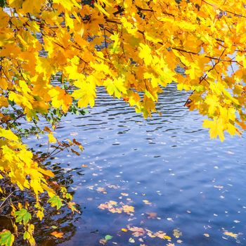 Bright yellow leaves on a maple by the river on a sunny autumn day. Autumn background