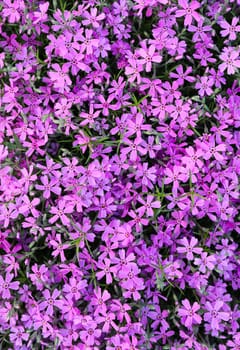 Background of purple flowers Phlox in spring