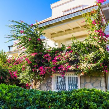 Mediterranean plants in the garden and beautiful pink and white begonville flowers on traditional summer house in Bodrum, Turkey