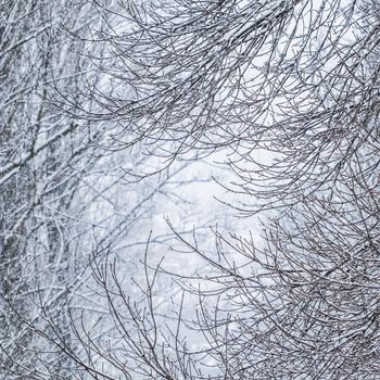 Snowing landscape, winter holiday concept - Fairytale fluffy snow-covered trees branches, nature scenery with white snow and cold weather. Snowfall in winter park. Soft focus