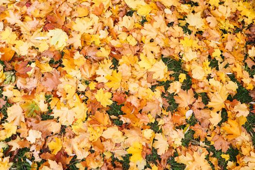 Fallen yellow maple leaves in autumn. Nature background