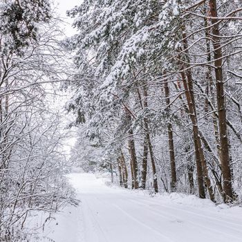 Snowy winter forest. Snow-white road with a ski track. Snow covered trees and bushes