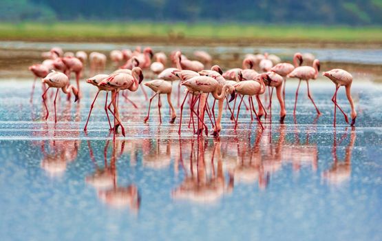 A flock of pink flamingos on Lake Nakuru, Kenya. Wildlife national park.