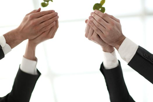 close up. the first shoots in the hands of business people .photo with copy space