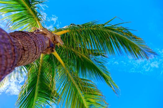 Luxurious coconut palm against the sky, on one of the islands of the Caribbean archipelago. Bottom view.