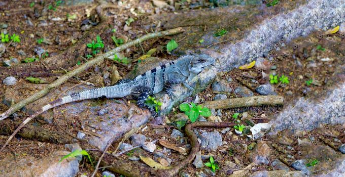 A beautiful lizard basks on the rocks in the park.