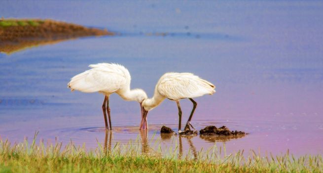 A heron catches larvae on a nakuru lake in Kenya. Wild nature.