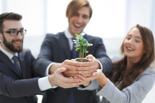 close up.young sprouts in the hands of the business team . eco-friendly business concept