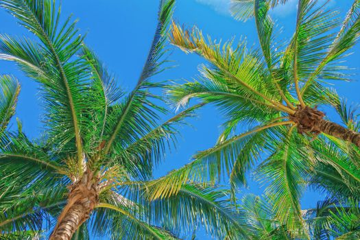 Coconut trees against the blue sky and white clouds. On the tropical coast of a secluded island.