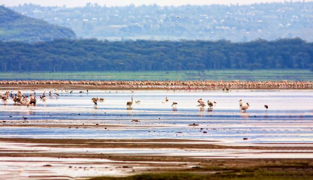 Flocks of birds on Lake Nakuru - one of the lakes of the East African rift valley. Wild nature. Kenya.