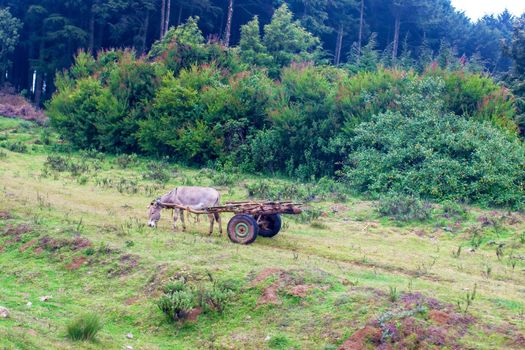 Tourist's view on the life of local residents. Kenya, a donkey harnessed to a cart.