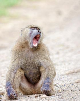 Kenya, national park, wildlife. A baboon monkey sits on the sand and yawns into its entire mouth.