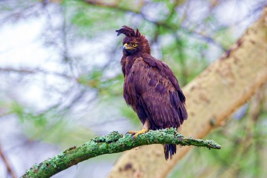 The long-crested eagle,Lophaetus occipitalis, is an African bird of prey. Like all eagles, it is in the family Accipitridae. It is currently placed in a monotypic genus Lophaetus.