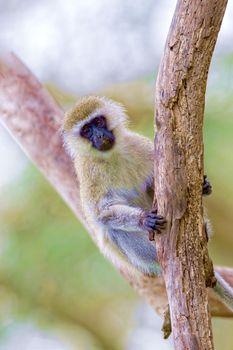 A little monkey sits on a tree. Wildlife, Kenya National Park.