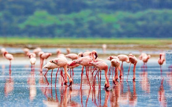 A flock of pink flamingos on Lake Nakuru, Kenya. Wildlife national park.