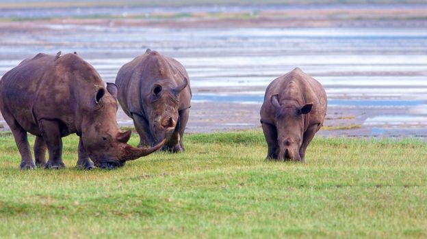 Rhinos graze on a green lawn in Kenya's national park. Wild nature.