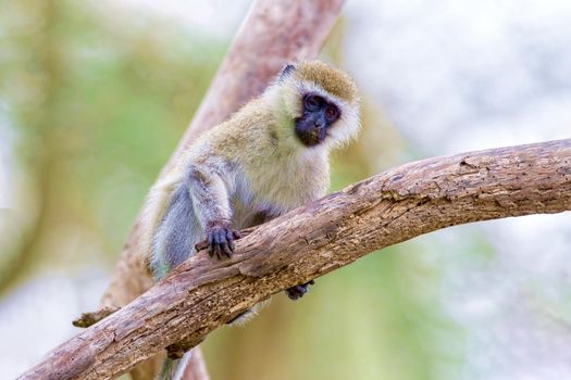 A little monkey sits on a tree. Wildlife, Kenya National Park.