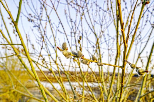 Branches of willow with buds in early spring. Branches of willow with earrings. Spring horizontal background.Spring buds on a willow tree.