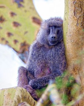 Kenya national park, wildlife. A baboon monkey sits on a tree with closed eyes.