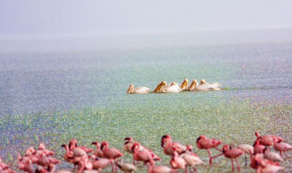 Nakuru National Park. Flamingo on the lake in the rain. Kenya, wildlife.