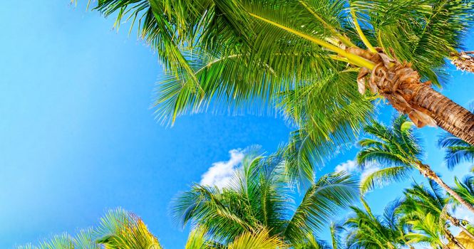 Coconut trees against the blue sky and white clouds. On the tropical coast of a secluded island.