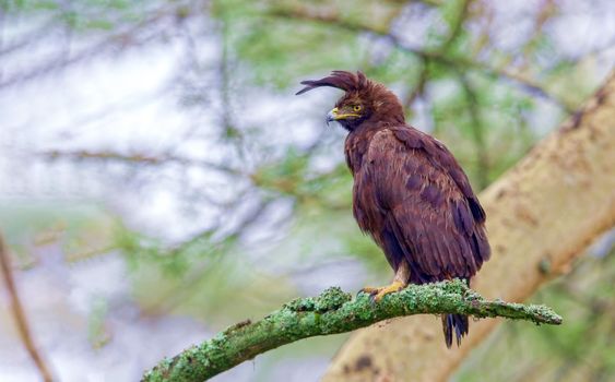 The long-crested eagle,Lophaetus occipitalis, is an African bird of prey. Like all eagles, it is in the family Accipitridae. It is currently placed in a monotypic genus Lophaetus.