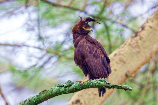 The long-crested eagle,Lophaetus occipitalis, is an African bird of prey. Like all eagles, it is in the family Accipitridae. It is currently placed in a monotypic genus Lophaetus.