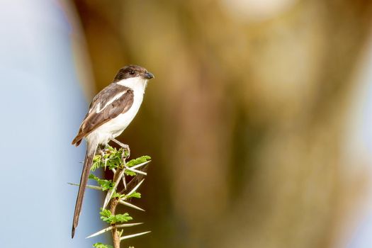 Beautiful little bird sitting on a twig. Kenya, Masai Mara National Park. Wild nature.