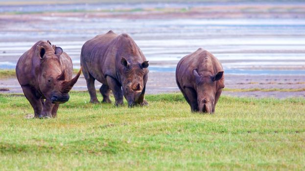 Rhinos graze on a green lawn in Kenya's national park. Wild nature.