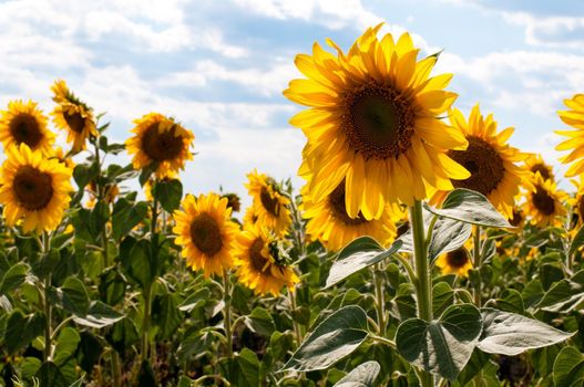 beautiful sunflower field with blue cloudy sky in background