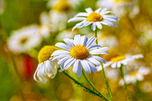 Chamomile flowers lit by the morning sun in the summer in the field. close-up. Concept of wildlife, summer outdoor recreation. Beautiful background for a magazine.