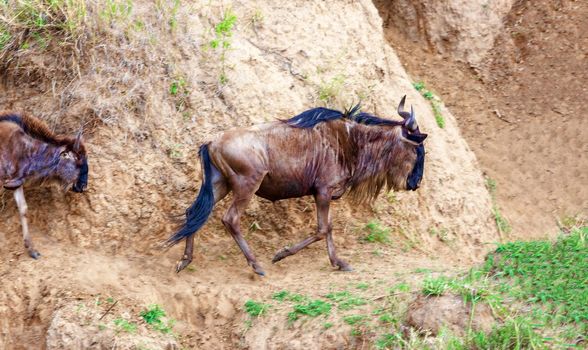 Wildebeest graze in Kenya, national park. The concept of wildlife and its protection.