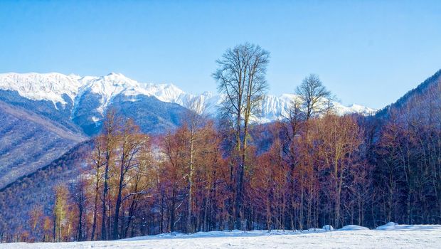 Magnificent view on a sunny frosty day, on the snow-covered mountain peaks lit by the morning sun. The concept of a family vacation, a photo on the advertising booklet. Sochi. Russia.