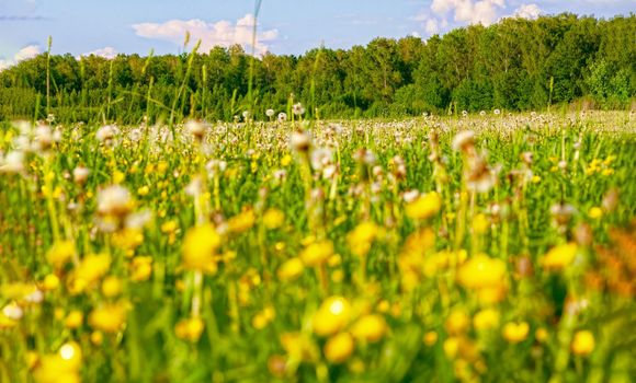 Yellow dandelions. Bright, juicy dandelion flowers against the background of green spring meadows in late May.