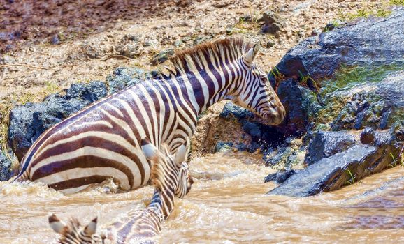 Crossing Kenya. National park. Wildebeests and zebras cross the river. Concept of wildlife, wildlife conservation. Travel concept, photo safari.