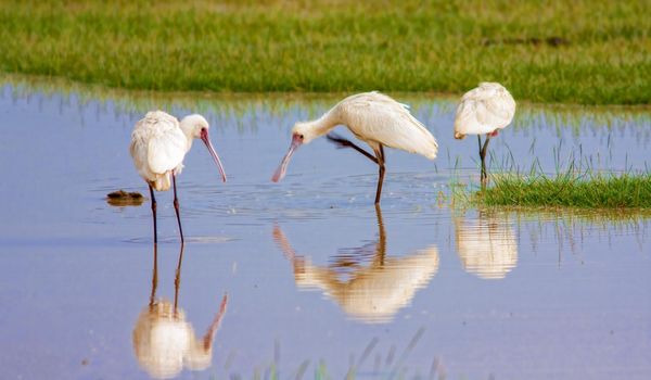 A heron catches larvae on a nakuru lake in Kenya. Wild nature.