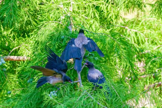 Crows fight among themselves in the branches of a tree. Turkey, July. Wildlife concept