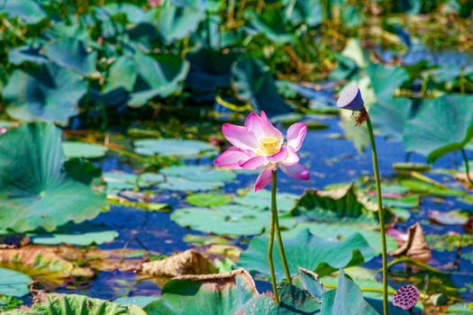 Flowers and lotus leaves among a large lake in the Krasnodar region, Russia.