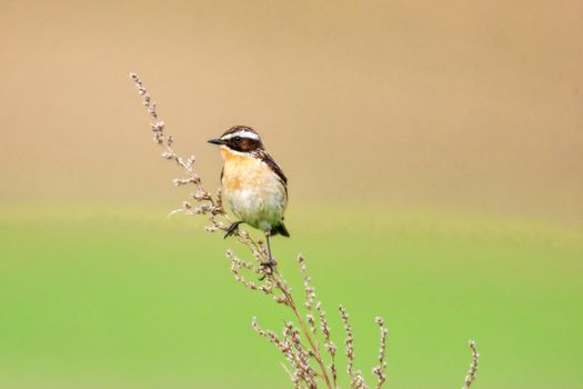 Stonechat. A small birdie, the size of a robin, is sitting in a thin grass sprig, in summertime, among the endless fields of Russia. The concept of wildlife and its conservation.