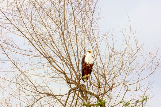 Kenya National Park, wildlife. The eagle is sitting on the branches of trees.