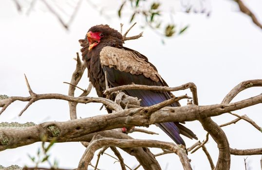 The eagle is sitting on the branches of trees. Kenya, a national park.