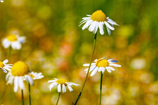 Chamomile flowers lit by the morning sun in the summer in the field. close-up. Concept of wildlife, summer outdoor recreation. Beautiful background for a magazine.