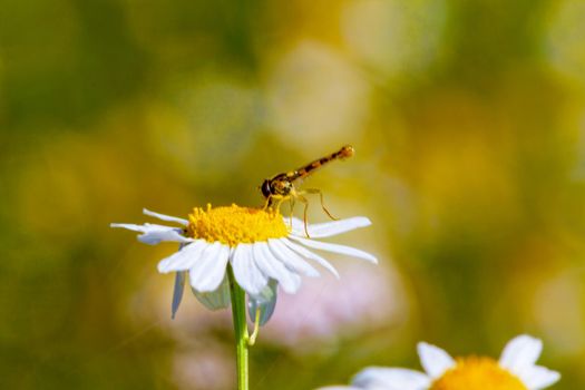 A dragonfly sits on a daisy lit by the morning spring sunshine. Close-up. Wildlife concept, beautiful background for your desktop.