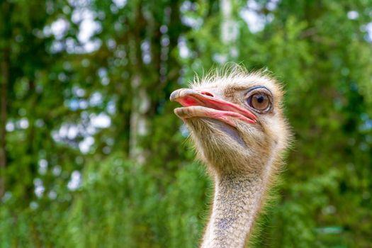Head ostrich close up. His gaze is simply fascinating. Close-up, blurred green background