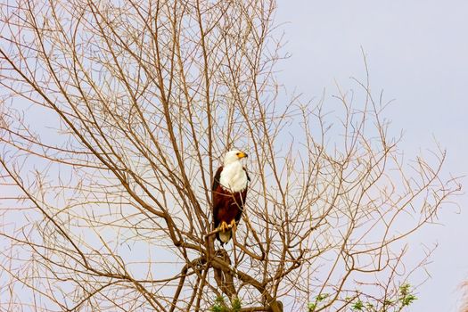 Kenya National Park, wildlife. The eagle is sitting on the branches of trees.