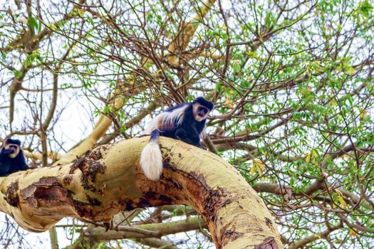 A little monkey sits on a tree. Wildlife, Kenya National Park.