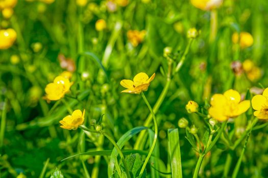 Yellow dandelions. Bright, juicy dandelion flowers against the background of green spring meadows in late May.