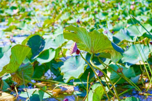 Flowers and lotus leaves among a large lake in the Krasnodar region, Russia.