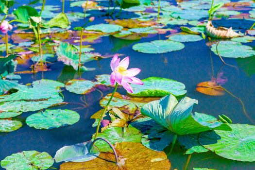 Flowers and lotus leaves among a large lake in the Krasnodar region, Russia.